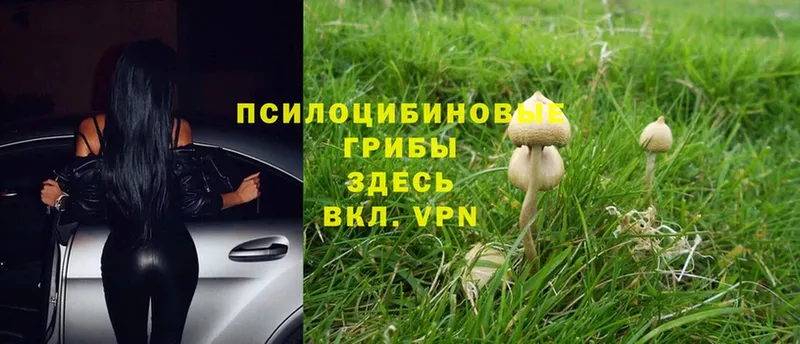 где найти наркотики  Сатка  Псилоцибиновые грибы MAGIC MUSHROOMS 